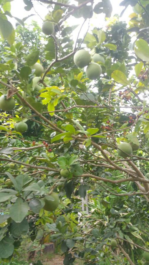 Ba Linh Homestay Vinh Long Luaran gambar